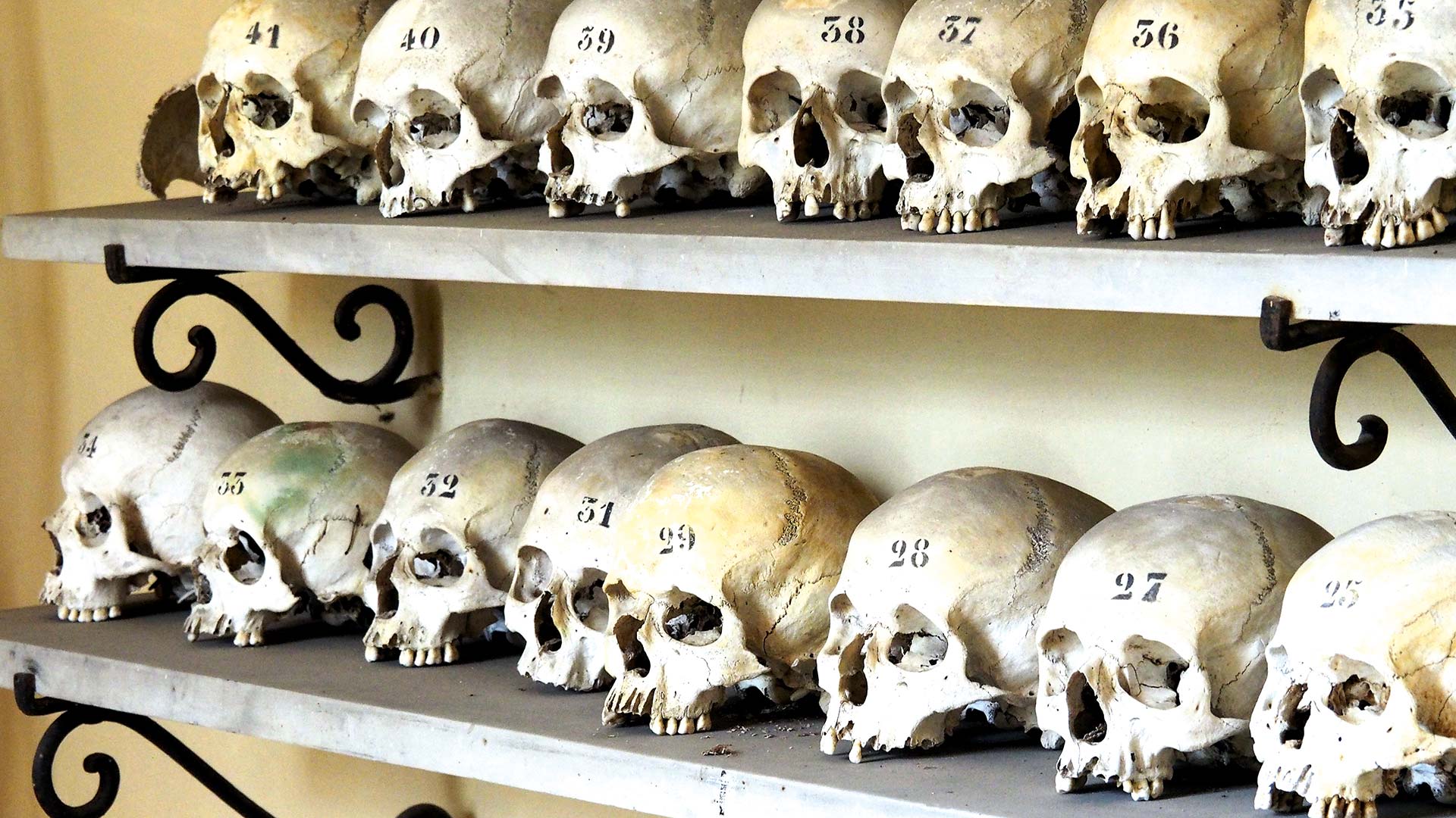 Regale voller Knochen, anatomisch sortiert, nummerierte Schädel.