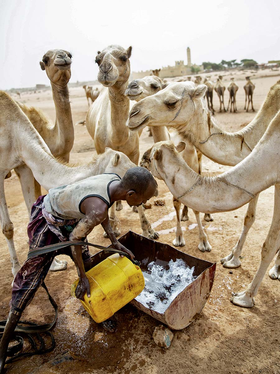 Die Dürre in Somaliland bedeutet auch für Tiere den Tod, wenn ihre Besitzer sie nicht ausreichend mit Wasser versorgen können. Manche fressen dann an den Prosopisbäumen, die mit ihren langen Wurzeln noch immer Wasser finden. Aber ihre Dornen und der hohe Zuckergehalt sind auch eine Gefahr für die Tiere.