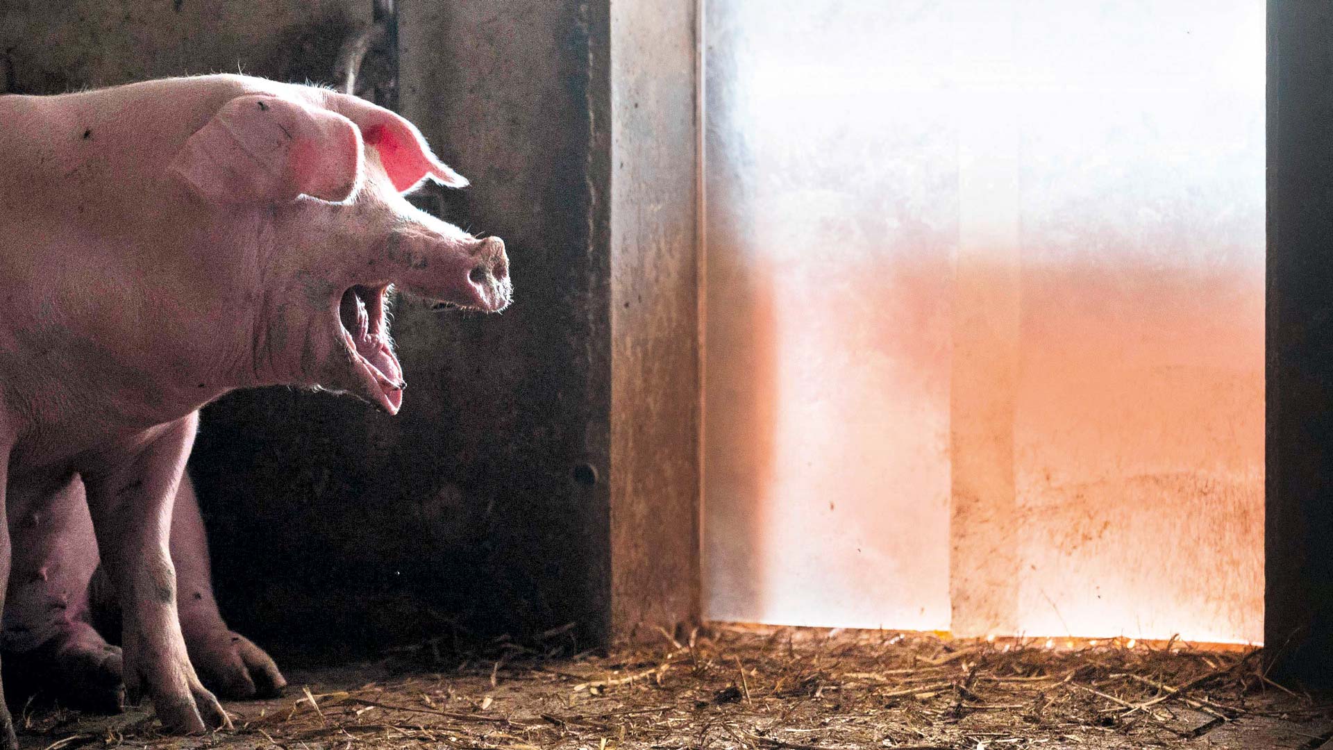 Ein Schwein in einem neuen Tierwohl-Stall, der als besonders tiergerecht gilt, aber auch teuer ist.