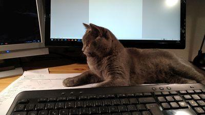Katze vor Computerbildschirm