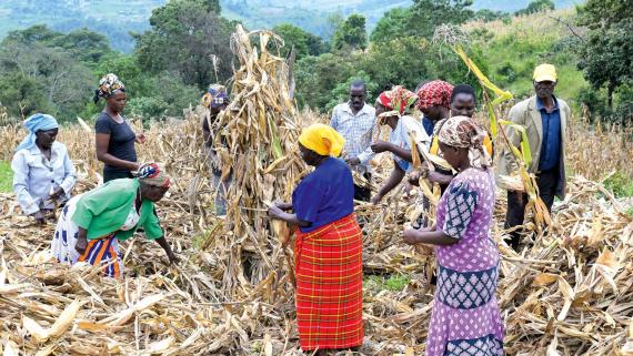 Maisernte im kenianischen Chepsangor: Hier unterstützt „Brot für die Welt“ ein agrarökologisches Projekt des Anglican Development Service.