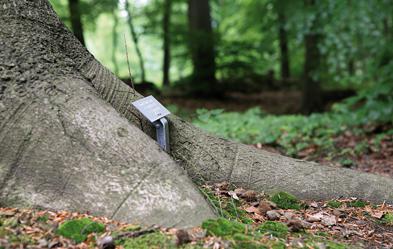 Bestattet im Friedhofswald in Braubach (Rheinland-Pfalz). Foto: epd/Petra Steuer/JOKER