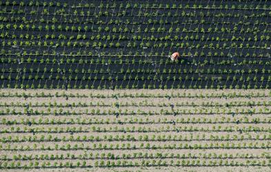 Studien zeigen, dass Biolandbau (hier ein Paprikafeld bei Hannover) besser ist für Klima, Böden und Grundwasser. Foto: dpa/Julian Stratenschulte