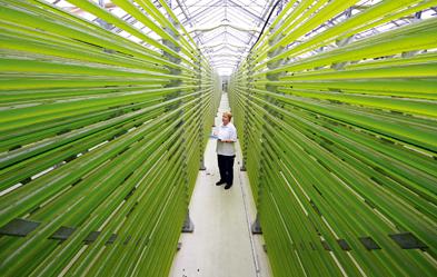 Innovation zählt: Algen als Futter- oder Nahrungsmittel werden in der Altmark produziert. Foto: dpa/ Matthias Bein