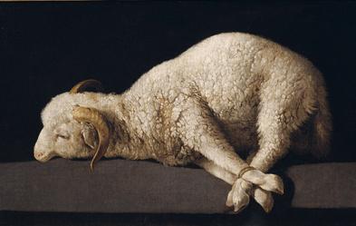 Agnus Dei (Das Lamm Gottes), Francisco de Zurbaran 1635/40 Foto: akg-images
