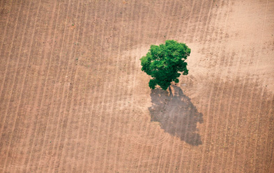 Wegen der Ethanolgewinnung werden Wälder gerodet. Foto: Brot für die Welt