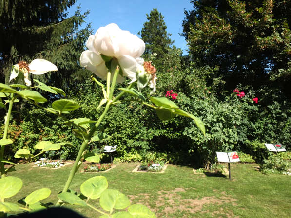 Neun historische Rosen blühen seit 2011 Jahr für Jahr in dem eigens angelegten Rosengarten. Kolmar bedichtete die Rosen, die ihr Vater in Falkensee-Finkenkrug kultivierte.