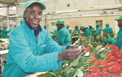 In Kenia: Ann Chepkirui klebt das Fairtrade-Etikett auf den Rosenstrauß. Foto: Martina Hahn
