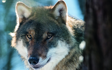 Der Wolf ist zurück in Deutschland. 69 freilebende Rudel wurden in diesem Sommer gezählt. Dieser hier lebt im Wildpark Schorfheide. Foto: dpa/ Patrick Pleul