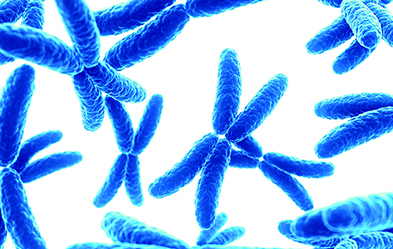 Biologie ist nicht Biologismus: X- und Y-Chromosomen. Foto: dpa/ leonardo medical