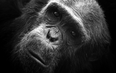 Unsere engsten verbliebenen Verwandten: Schimpansen. Foto: dpa/ David Santiago Garcia
