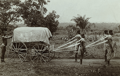 Baumwollernte um 1910 in einem so genannten deutschen Schutzgebiet in Afrika. Der genaue Ort ist unbekannt. Foto: epd/akg-images